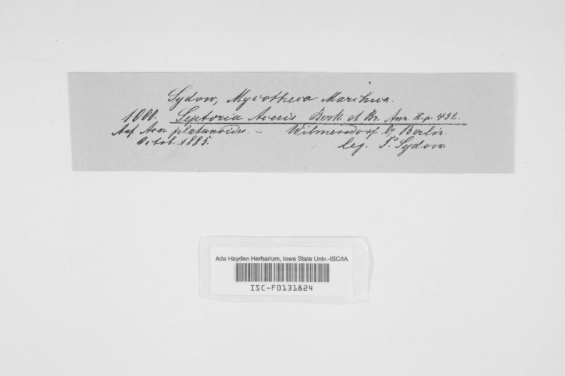 Phloeospora aceris image