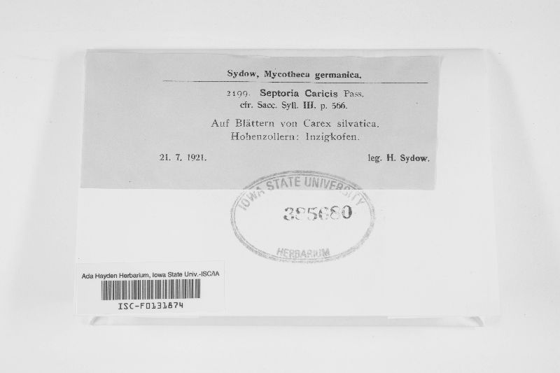 Septoria caricis image