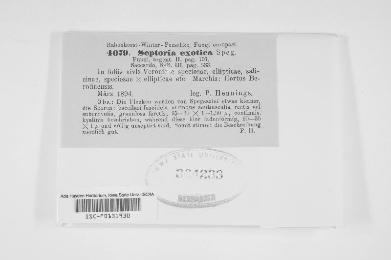 Septoria exotica image