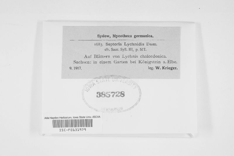 Septoria lychnidis image