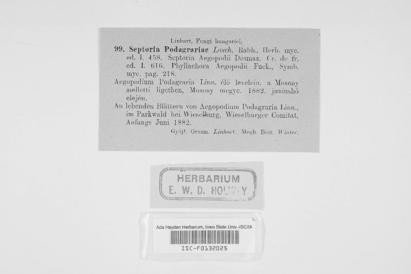Mycosphaerella podagrariae image