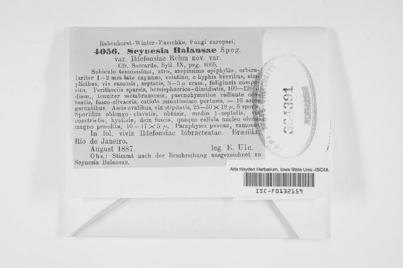 Seynesia balansae image