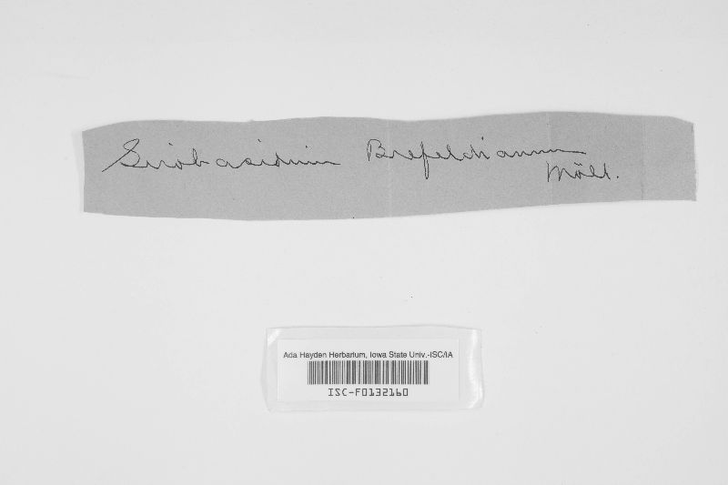 Sirobasidium albidum image