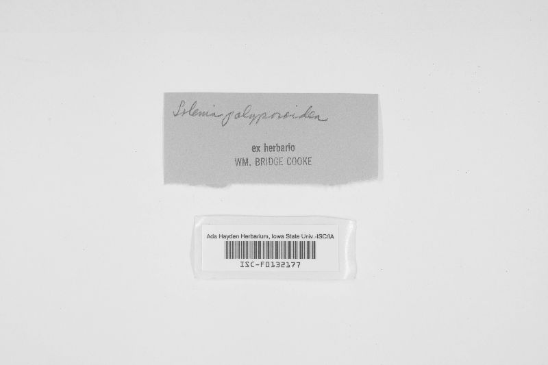 Solenia polyporoidea image