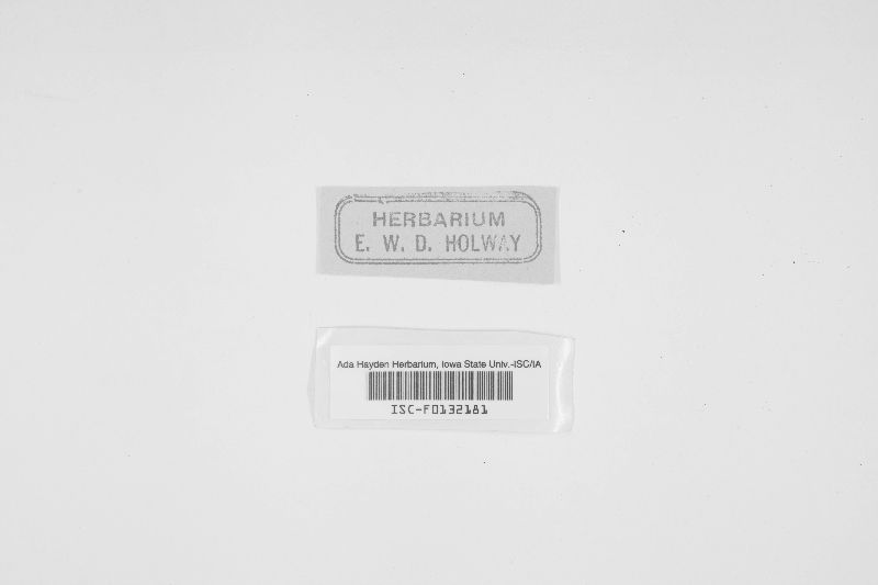 Sordaria appendiculata image