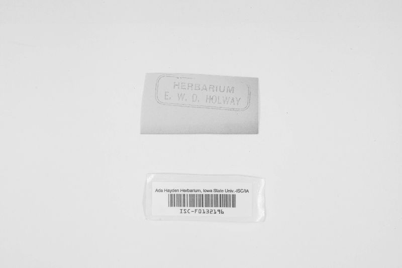 Arnium olerum image