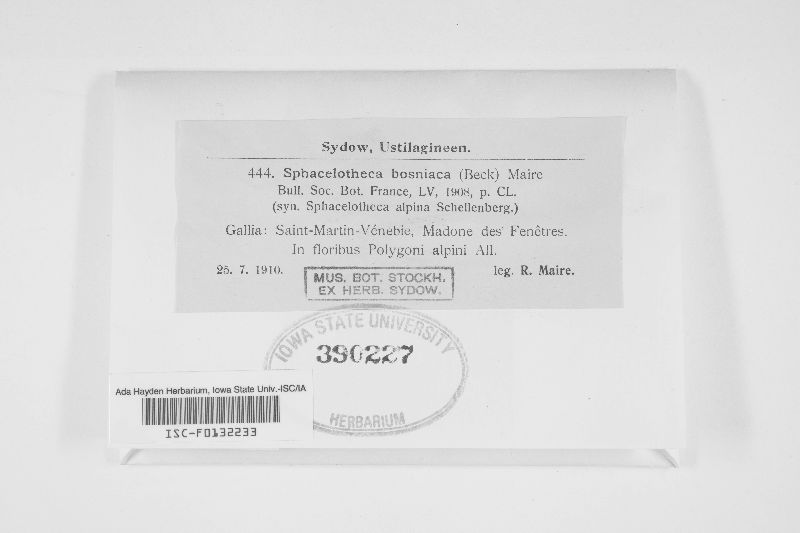 Microbotryum bosniacum image