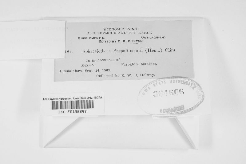 Sphacelotheca microspora image