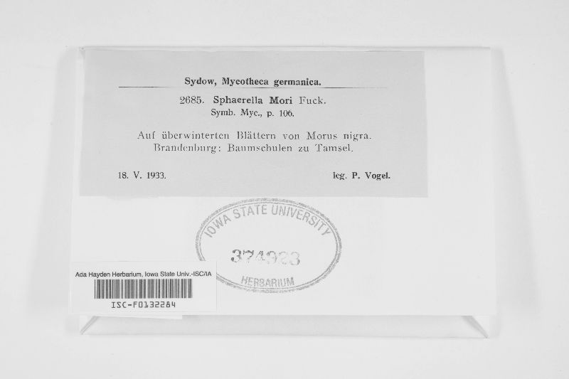 Mycosphaerella mori image
