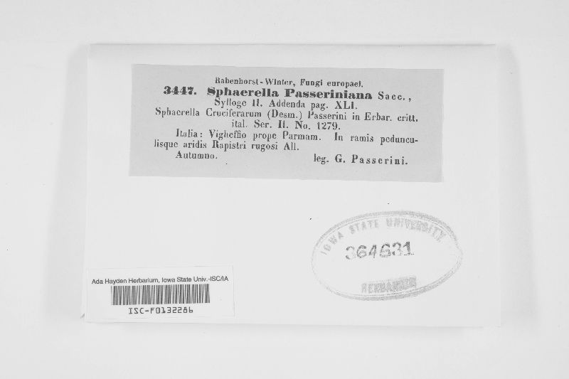 Mycosphaerella passeriniana image