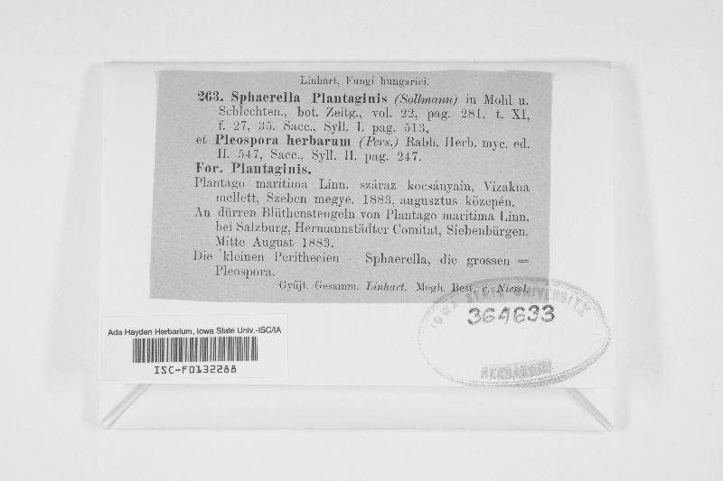 Mycosphaerella plantaginis image