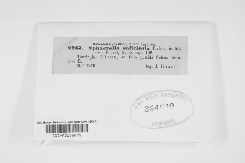 Mycosphaerella salicicola image