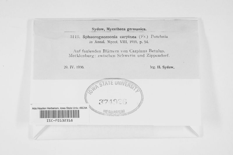 Apiosporopsis carpinea image