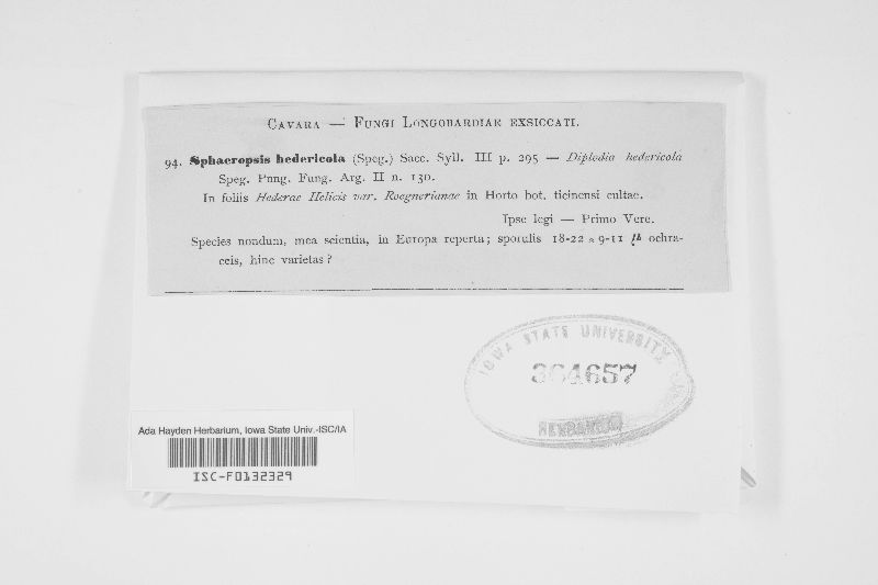 Sphaeropsis hedericola image