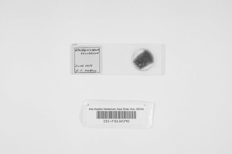 Spondylocladium xylogenum image