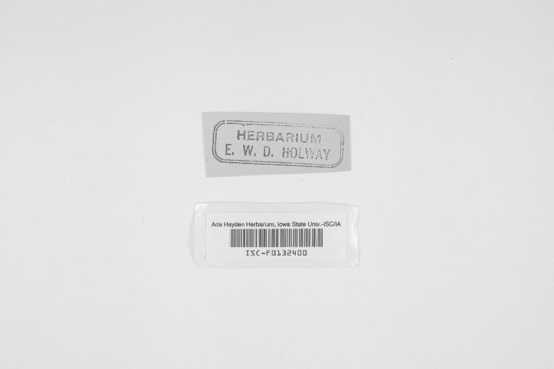 Sporormiella ovina image