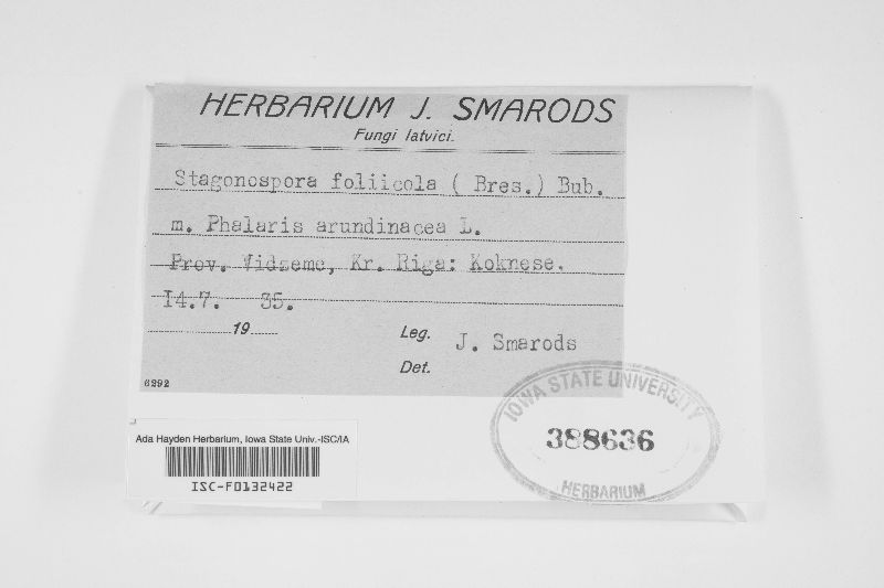 Stagonospora foliicola image