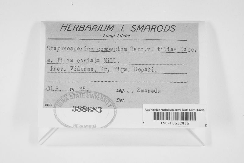 Steganosporium compactum var. tiliae image