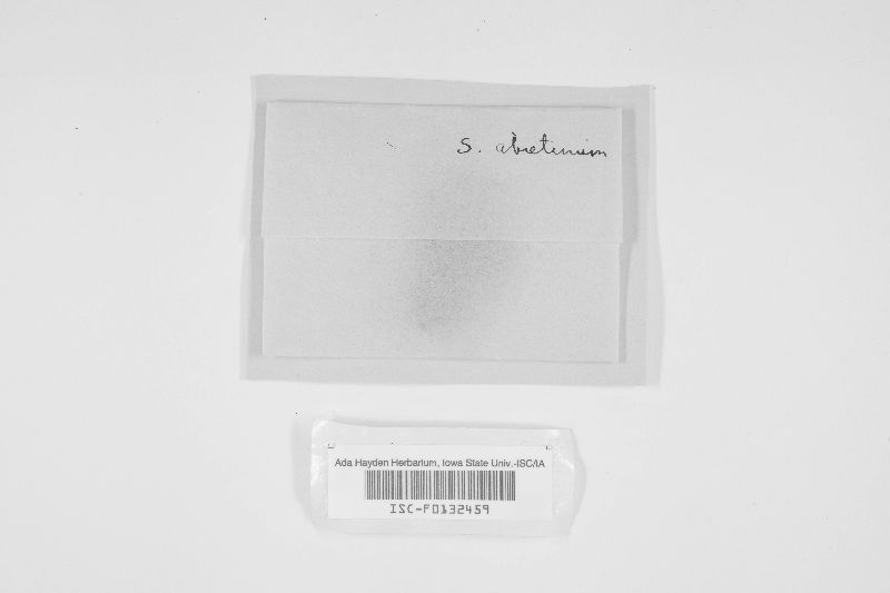Veluticeps abietina image