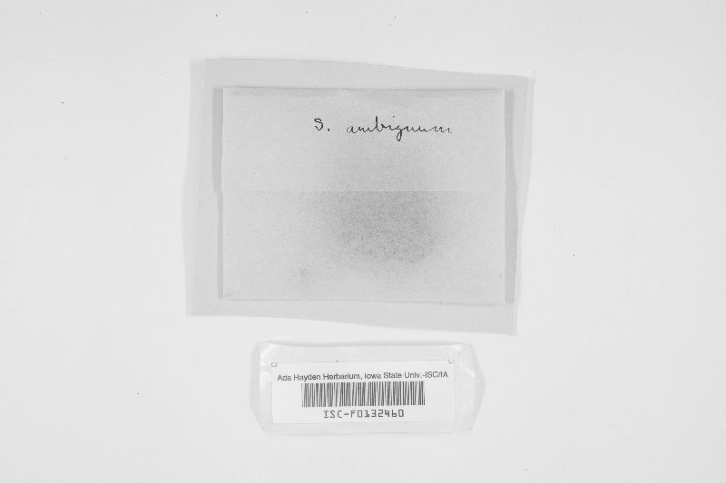 Veluticeps ambigua image