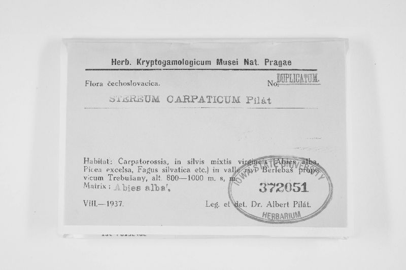 Veluticeps ambigua image