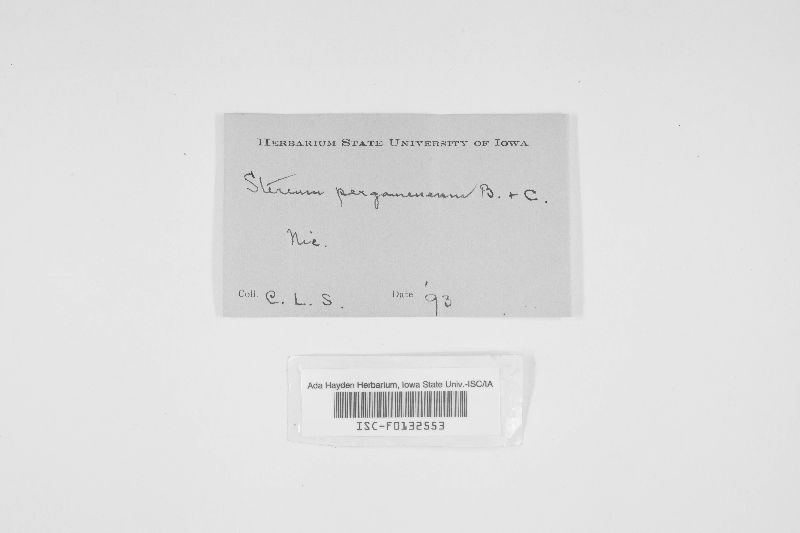 Stereum pergamenum image