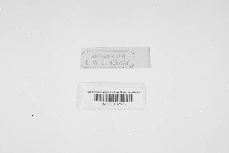 Boreostereum radiatum image