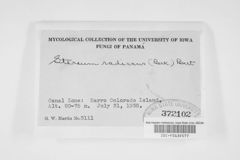 Stereopsis radicans image