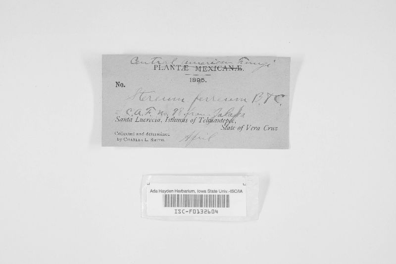 Stereum saxitas image