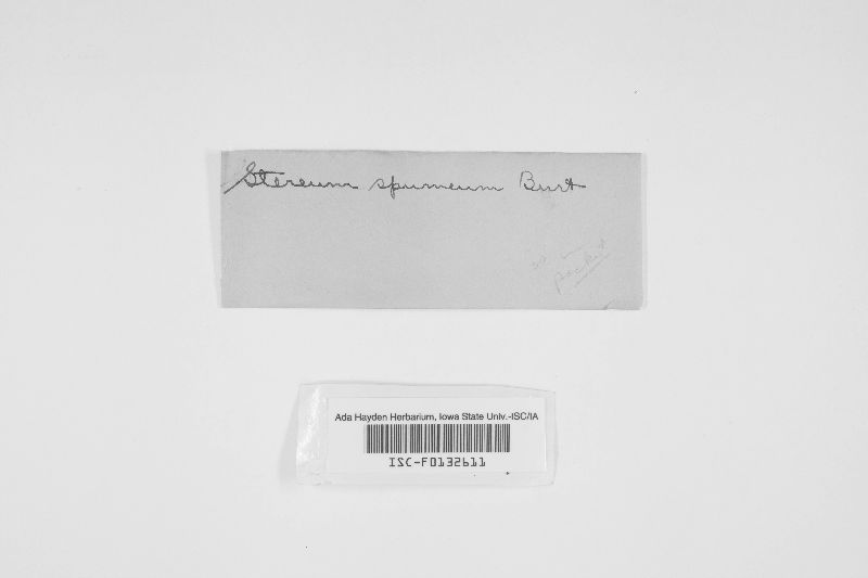 Stereum spumeum image