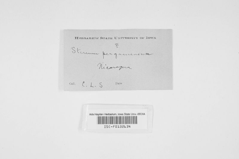 Stereum surinamense image