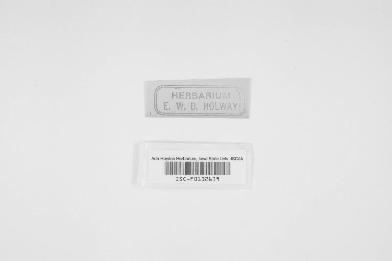 Diplonaevia exigua image