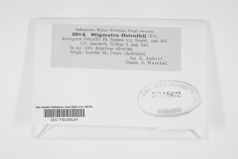 Stigmatea ostruthii image