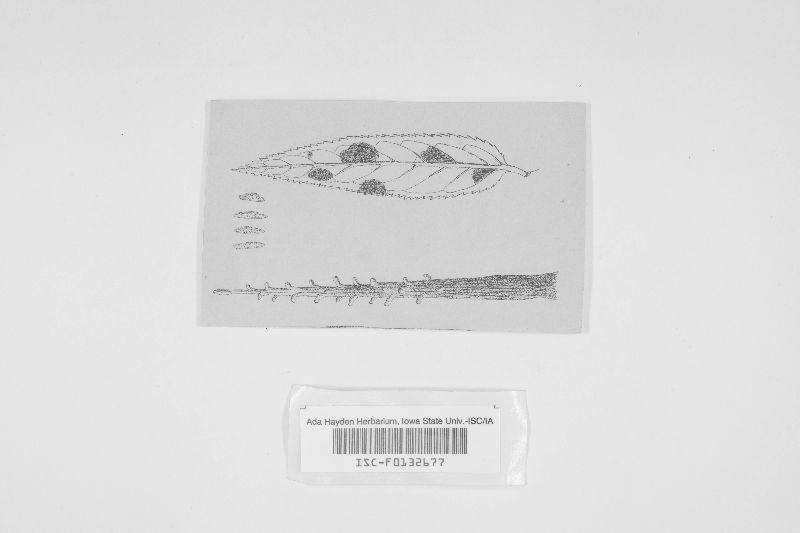 Stysanus veronicae image
