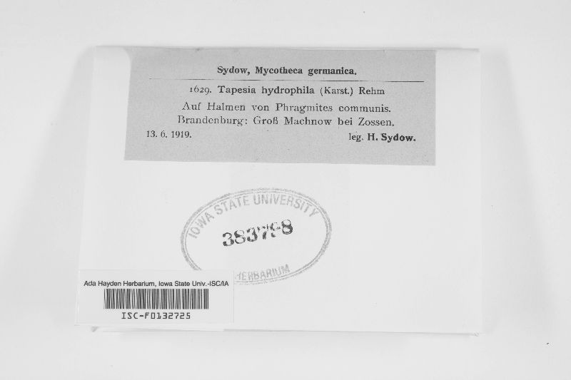 Mollisia hydrophila image