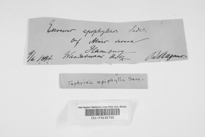 Taphrina epiphylla image