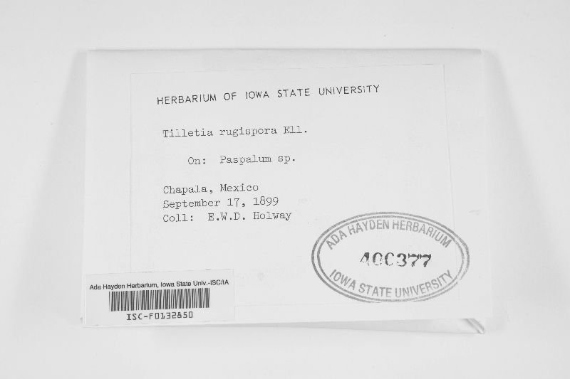 Tilletia rugispora image