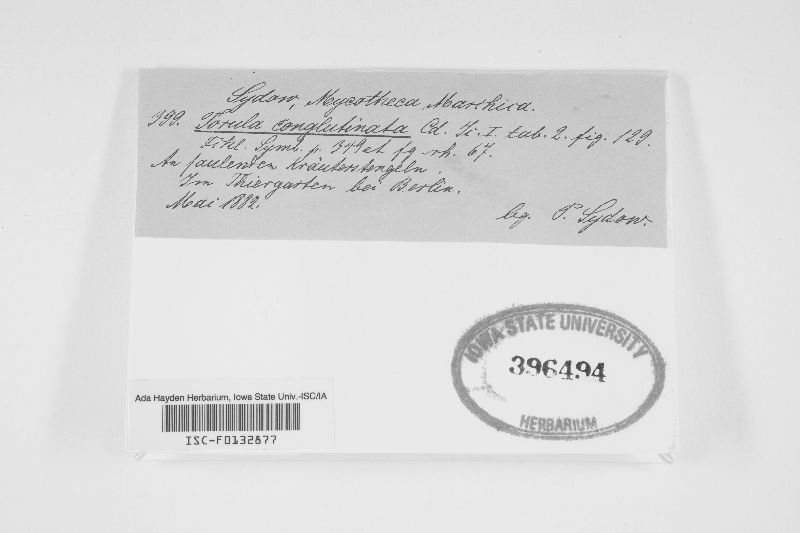 Torula conglutinata image