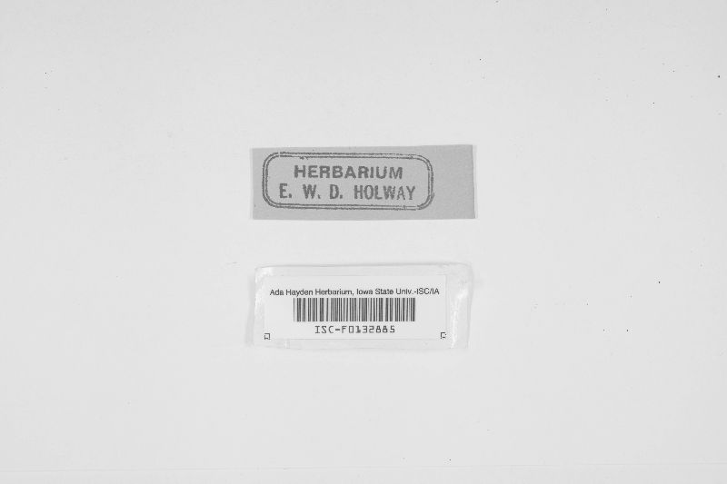Trabutia crotonicola image