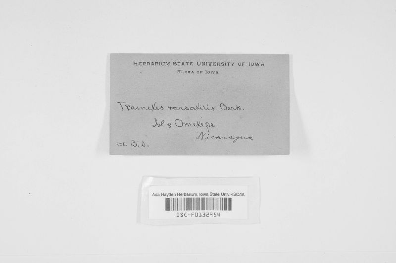 Hirschioporus versatilis image