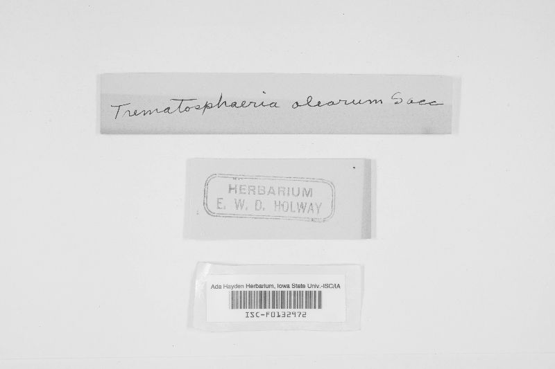 Trematosphaeria olearum image