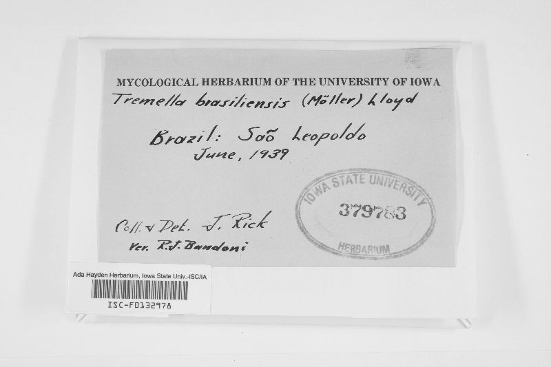 Tremella brasiliensis image
