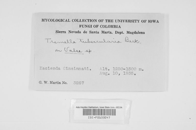Ascocoryne albida image