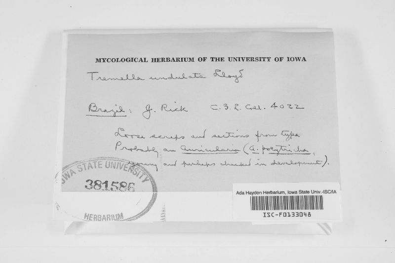 Tremella undulata image