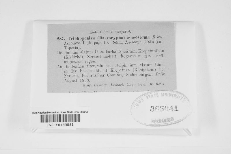 Solenopezia image