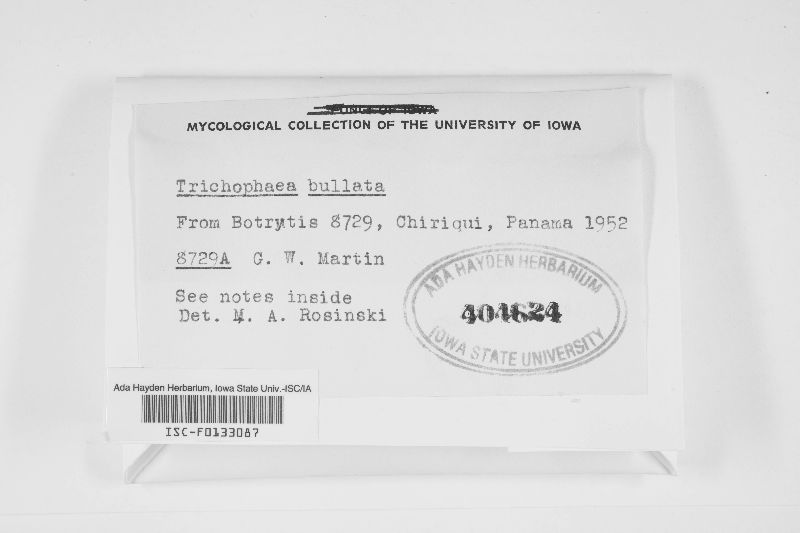 Trichophaea bullata image