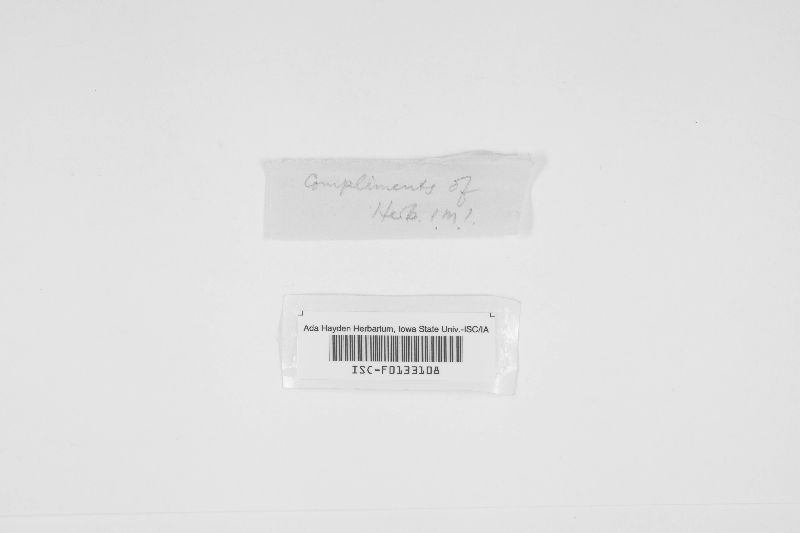 Triposporium image