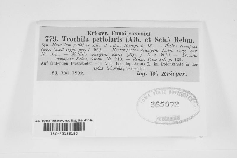 Trochila petiolaris image