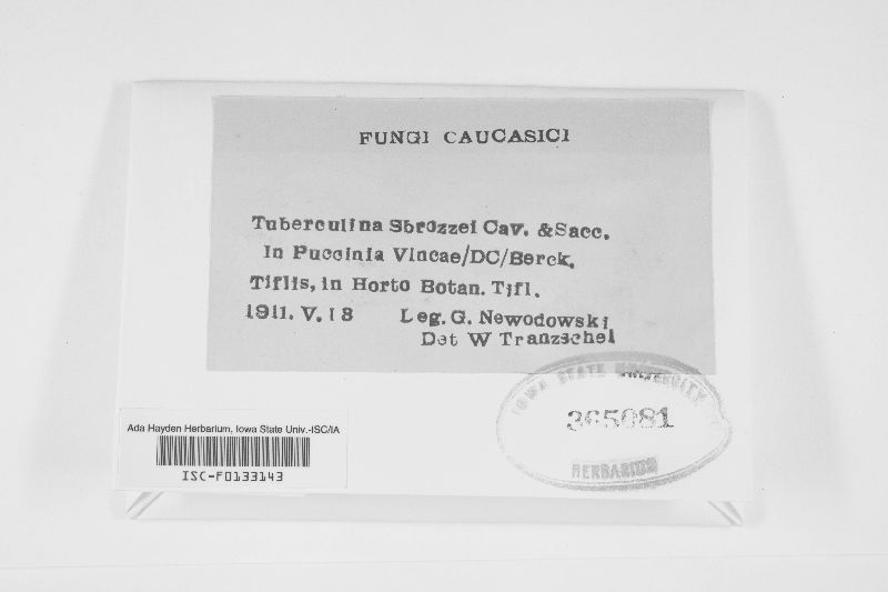 Tuberculina sbrozzii image