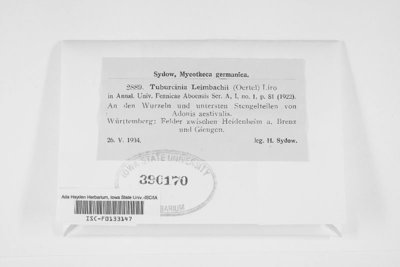 Tuburcinia leimbachii image
